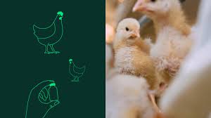 Poultry Sector Sees Growth as Farmers Adopt Better Biosecurity