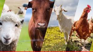 Improved Management Boosts Productivity in Cattle, Sheep, and Goat Farming